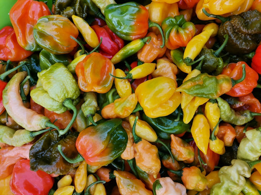 Ghidul începătorului: soiuri de ardei iuți, de la Jalapeno la Carolina Reaper - LukáChili